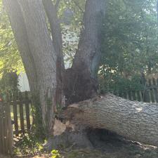 Tree-Removal-and-Sawmill-Services-project-in-Sudlersville-MD 2